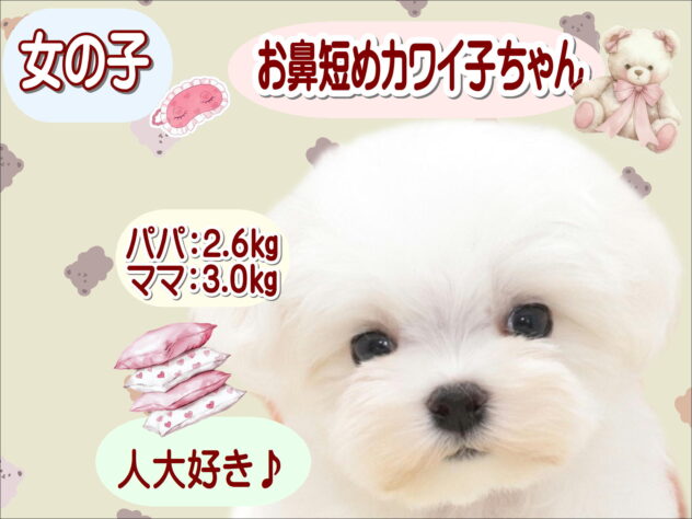 大阪府のマルチーズ (アミーゴ鳳店/2026年6月25日生まれ/女の子/ホワイト)の子犬の1枚目の画像