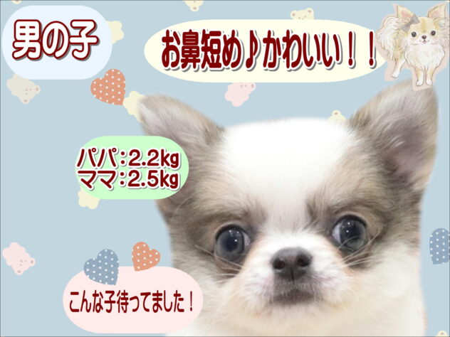 大阪府のチワワ(ロング) (アミーゴ鳳店/2026年6月25日生まれ/男の子/レッドホワイト)の子犬の1枚目の画像
