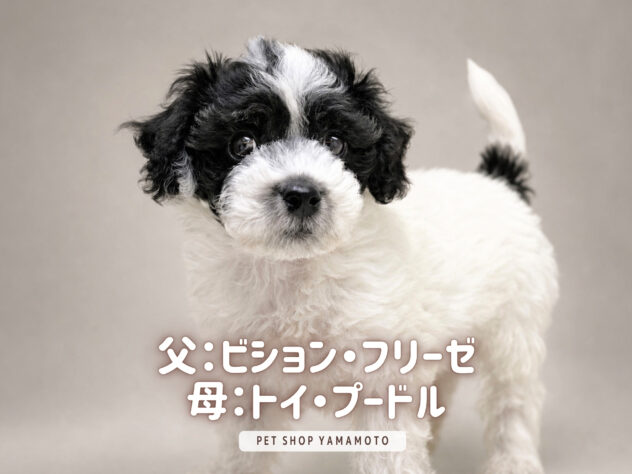 岡山県のハーフ犬・ミックス犬 (アミーゴ大安寺店/2026年6月23日生まれ/男の子/ホワイトブラック)の子犬の1枚目の画像