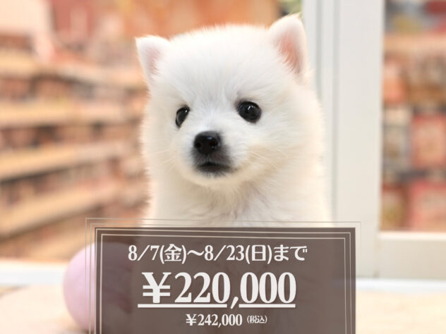 岡山県の日本スピッツ (アミーゴ大安寺店/2026年5月8日生まれ/女の子/ホワイト)の子犬の1枚目の画像