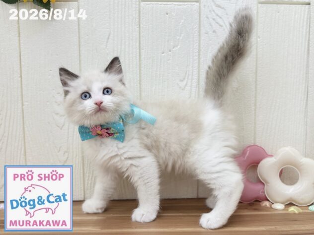 広島県のラグドール (アミーゴ大町店/2026年6月13日生まれ/男の子/シールポイントバイカラー)の子猫の2枚目の画像