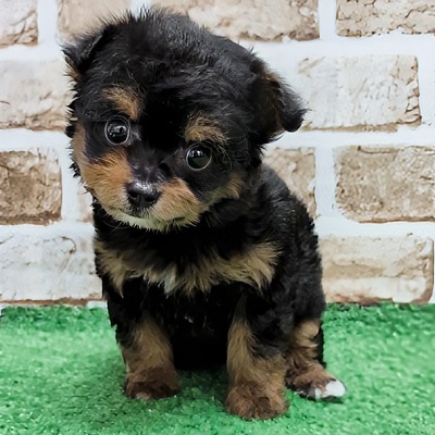大阪府のハーフ犬・ミックス犬 (アミーゴ高槻店/2026年5月30日生まれ/女の子/ブラックタン)の子犬の1枚目の画像