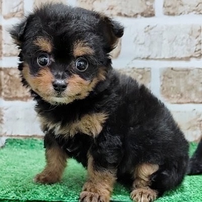 大阪府のハーフ犬・ミックス犬 (アミーゴ高槻店/2026年5月30日生まれ/女の子/ブラックタン)の子犬の2枚目の画像