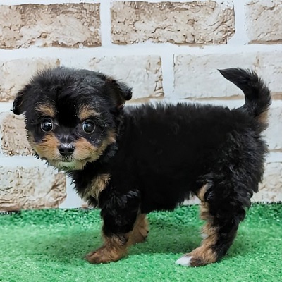 大阪府のハーフ犬・ミックス犬 (アミーゴ高槻店/2026年5月30日生まれ/女の子/ブラックタン)の子犬の3枚目の画像