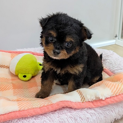 大阪府のハーフ犬・ミックス犬 (アミーゴ高槻店/2026年5月30日生まれ/女の子/ブラックタン)の子犬の4枚目の画像