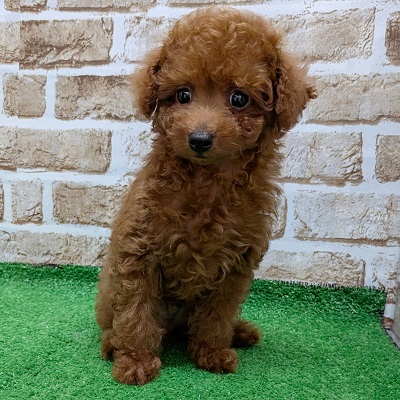 大阪府のトイプードル(トイ) (アミーゴ高槻店/2026年6月15日生まれ/男の子/レッドフォーン)の子犬の1枚目の画像