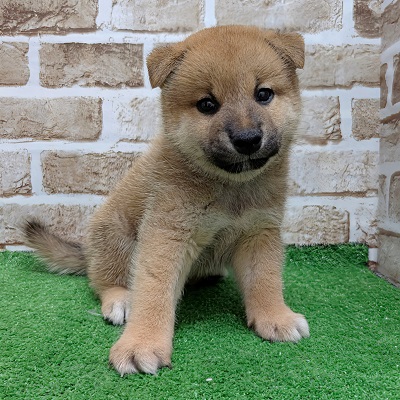 大阪府の柴犬(標準サイズ) (アミーゴ高槻店/2026年6月15日生まれ/男の子/赤)の子犬の1枚目の画像