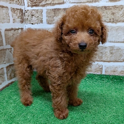 大阪府のトイプードル(トイ) (アミーゴ高槻店/2026年6月15日生まれ/男の子/レッドフォーン)の子犬の2枚目の画像
