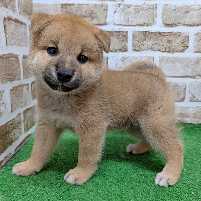 大阪府の柴犬(標準サイズ) (アミーゴ高槻店/2026年6月15日生まれ/男の子/赤)の子犬の2枚目の画像