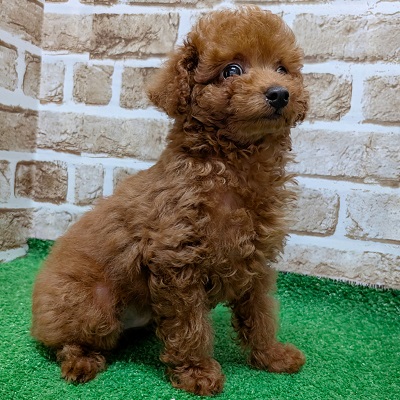 大阪府のトイプードル(トイ) (アミーゴ高槻店/2026年6月15日生まれ/男の子/レッドフォーン)の子犬の3枚目の画像