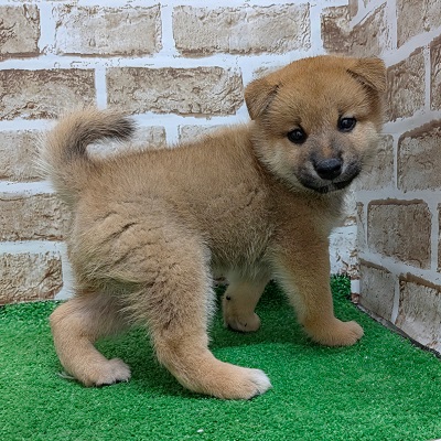 大阪府の柴犬(標準サイズ) (アミーゴ高槻店/2026年6月15日生まれ/男の子/赤)の子犬の3枚目の画像