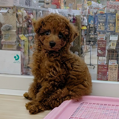 大阪府のトイプードル(トイ) (アミーゴ高槻店/2026年6月15日生まれ/男の子/レッドフォーン)の子犬の4枚目の画像