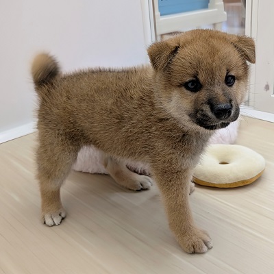 大阪府の柴犬(標準サイズ) (アミーゴ高槻店/2026年6月15日生まれ/男の子/赤)の子犬の4枚目の画像