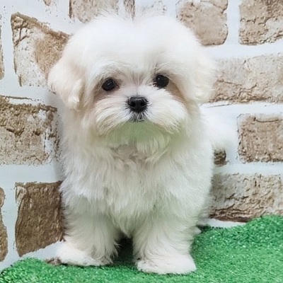 大阪府のマルチーズ (アミーゴ高槻店/2026年6月17日生まれ/女の子/ホワイト)の子犬の1枚目の画像