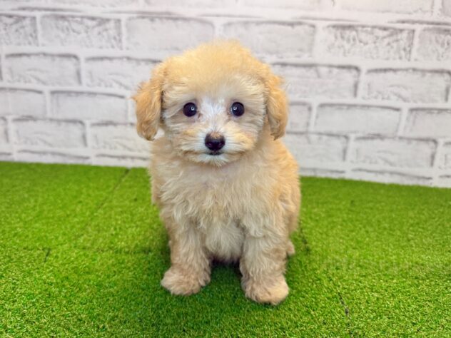 岡山県のトイプードル(トイ) (アミーゴ妹尾店/2026年6月22日生まれ/女の子/ペールフォーン)の子犬の1枚目の画像