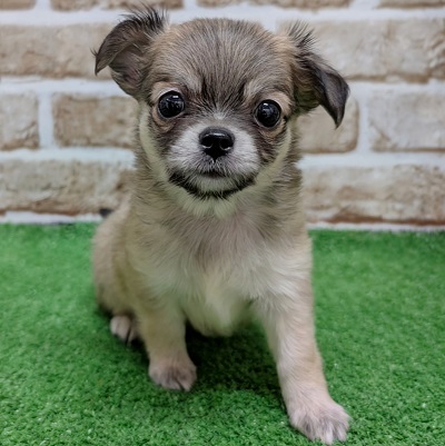 大阪府のチワワ(ロング) (アミーゴ高槻店/2026年6月24日生まれ/男の子/フォーン)の子犬の1枚目の画像