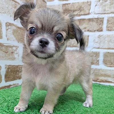 大阪府のチワワ(ロング) (アミーゴ高槻店/2026年6月24日生まれ/男の子/フォーン)の子犬の3枚目の画像