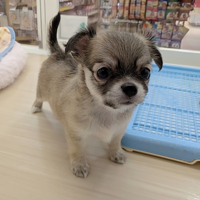 大阪府のチワワ(ロング) (アミーゴ高槻店/2026年6月24日生まれ/男の子/フォーン)の子犬の4枚目の画像