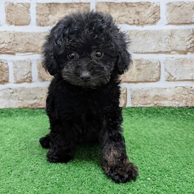 大阪府のトイプードル(トイ) (アミーゴ高槻店/2026年6月9日生まれ/男の子/ブラックタン)の子犬の1枚目の画像
