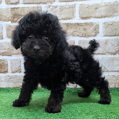 大阪府のトイプードル(トイ) (アミーゴ高槻店/2026年6月9日生まれ/男の子/ブラックタン)の子犬の2枚目の画像