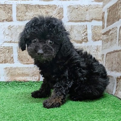 大阪府のトイプードル(トイ) (アミーゴ高槻店/2026年6月9日生まれ/男の子/ブラックタン)の子犬の3枚目の画像