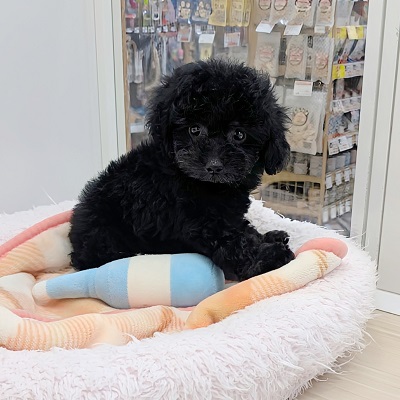 大阪府のトイプードル(トイ) (アミーゴ高槻店/2026年6月9日生まれ/男の子/ブラックタン)の子犬の4枚目の画像