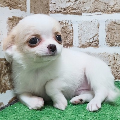 大阪府のチワワ(ロング) (アミーゴ高槻店/2026年7月2日生まれ/女の子/ホワイトクリーム)の子犬の2枚目の画像
