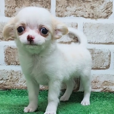 大阪府のチワワ(ロング) (アミーゴ高槻店/2026年7月2日生まれ/男の子/ホワイトクリーム)の子犬の1枚目の画像