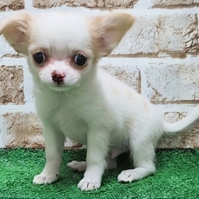 大阪府のチワワ(ロング) (アミーゴ高槻店/2026年7月2日生まれ/男の子/ホワイトクリーム)の子犬の2枚目の画像