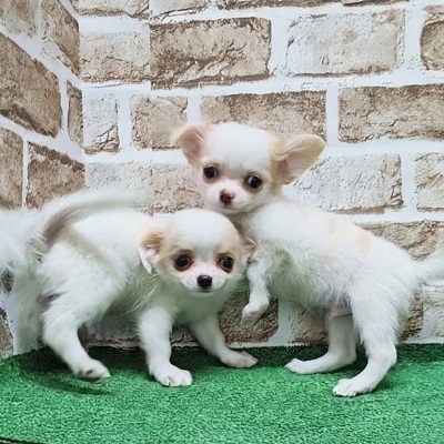大阪府のチワワ(ロング) (アミーゴ高槻店/2026年7月2日生まれ/男の子/ホワイトクリーム)の子犬の3枚目の画像