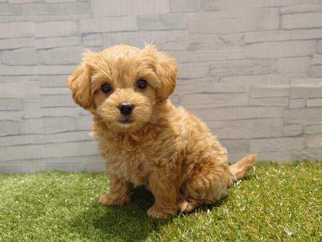 新潟県のハーフ犬・ミックス犬 (アミーゴ新発田店/2026年5月31日生まれ/女の子/アプリコット)の子犬の2枚目の画像