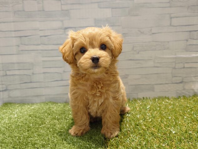 新潟県のハーフ犬・ミックス犬 (アミーゴ新発田店/2026年5月31日生まれ/女の子/アプリコット)の子犬の1枚目の画像