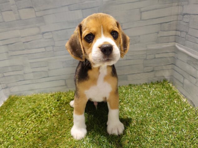 新潟県のビーグル (アミーゴ新発田店/2026年6月6日生まれ/男の子/ブラックタンホワイト)の子犬の1枚目の画像