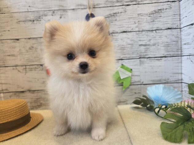 広島県のポメラニアン (アミーゴ五日市店/2026年6月7日生まれ/女の子/クリーム)の子犬の2枚目の画像