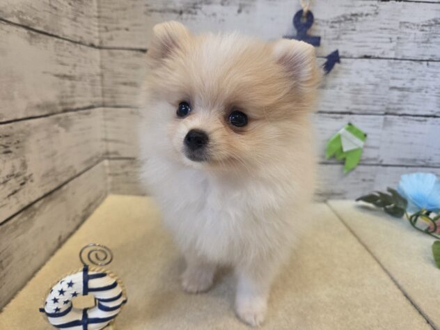 広島県のポメラニアン (アミーゴ五日市店/2026年6月7日生まれ/女の子/クリーム)の子犬の3枚目の画像