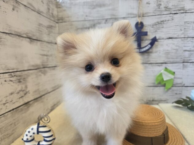広島県のポメラニアン (アミーゴ五日市店/2026年6月7日生まれ/女の子/クリーム)の子犬の1枚目の画像