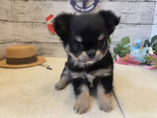 広島県のチワワ(ロング) (アミーゴ五日市店/2026年6月16日生まれ/女の子/ブラックタン)の子犬の1枚目の画像