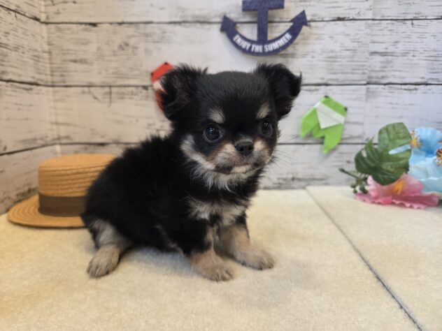 広島県のチワワ(ロング) (アミーゴ五日市店/2026年6月16日生まれ/女の子/ブラックタン)の子犬の2枚目の画像