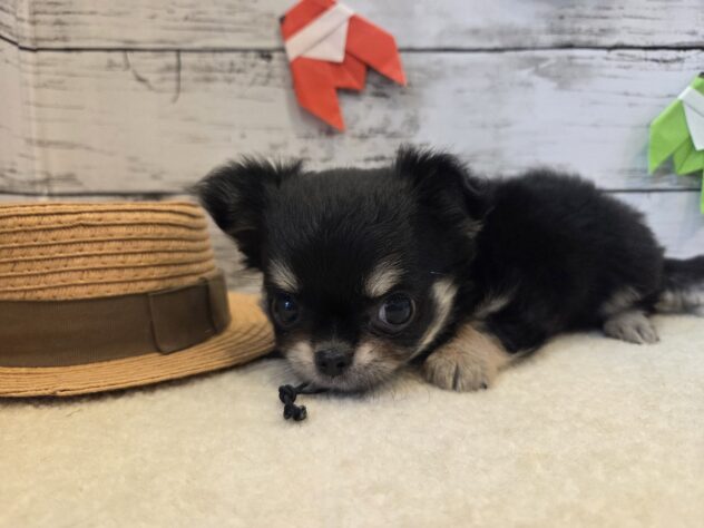 広島県のチワワ(ロング) (アミーゴ五日市店/2026年6月16日生まれ/女の子/ブラックタン)の子犬の3枚目の画像