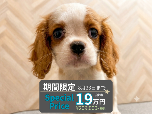 岡山県のキャバリアキングチャールズスパニエル (アミーゴ水島店/2026年5月30日生まれ/女の子/ブレンハイム)の子犬の1枚目の画像