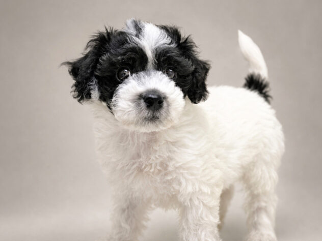 岡山県のハーフ犬・ミックス犬 (アミーゴ大安寺店/2026年6月23日生まれ/男の子/ホワイトブラック)の子犬の2枚目の画像