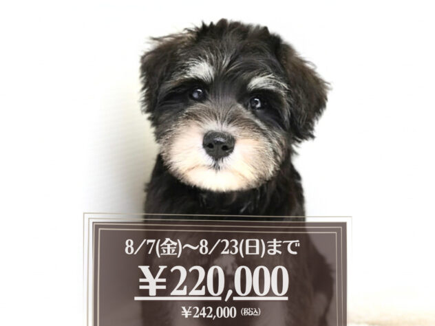 岡山県のミニチュアシュナウザー (アミーゴ大安寺店/2026年5月30日生まれ/女の子/ブラックシルバー)の子犬の1枚目の画像