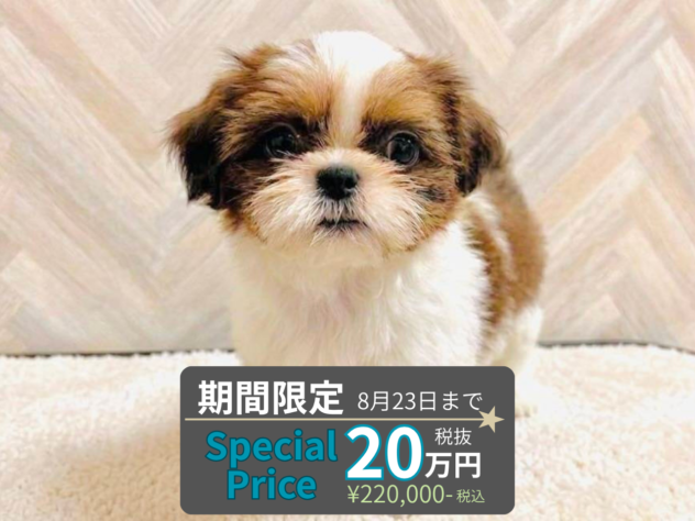 岡山県のシーズー (アミーゴ水島店/2026年6月7日生まれ/女の子/ホワイトゴールド)の子犬の1枚目の画像