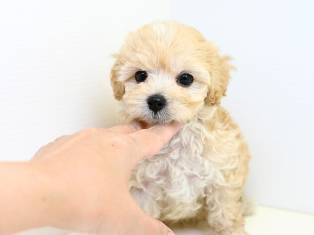 岡山県のハーフ犬・ミックス犬 (アミーゴ大安寺店/2026年6月7日生まれ/男の子/クリーム)の子犬の3枚目の画像