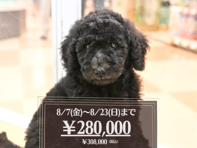 岡山県のスタンダードプードル (アミーゴ大安寺店/2026年6月1日生まれ/女の子/グレー)の子犬の1枚目の画像