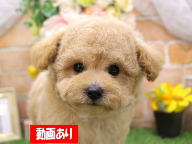 兵庫県のトイプードル(トイ) (ペット・プラザ アミーゴ三田店/2026年6月2日生まれ/男の子/ペールフォーン)の子犬の1枚目の画像