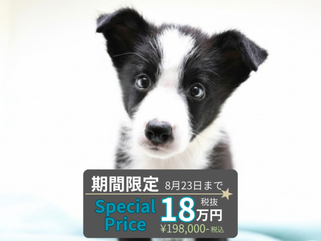 岡山県のボーダーコリー (アミーゴ水島店/2026年6月17日生まれ/男の子/ブラックホワイト)の子犬の1枚目の画像