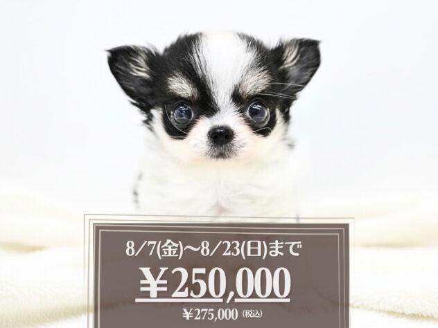 岡山県のチワワ(ロング) (アミーゴ大安寺店/2026年6月1日生まれ/女の子/パーティーカラー)の子犬の1枚目の画像