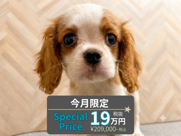 岡山県のキャバリアキングチャールズスパニエル (アミーゴ水島店/2026年5月30日生まれ/女の子/ブレンハイム)の子犬の1枚目の画像