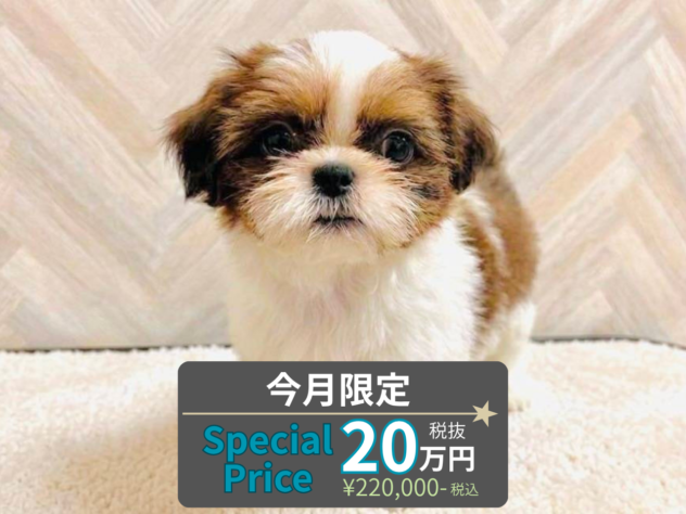 岡山県のシーズー (アミーゴ水島店/2026年6月7日生まれ/女の子/ホワイトゴールド)の子犬の1枚目の画像